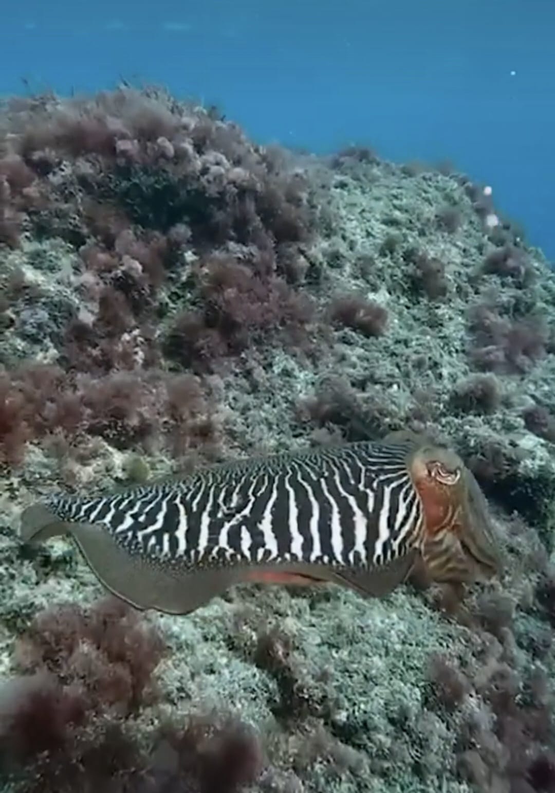 La raya en el fondo marino volcánico de La Palma - Buceo Sub La Palma